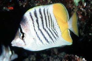 Atoll butterflyfish Atoll butterflyfish
