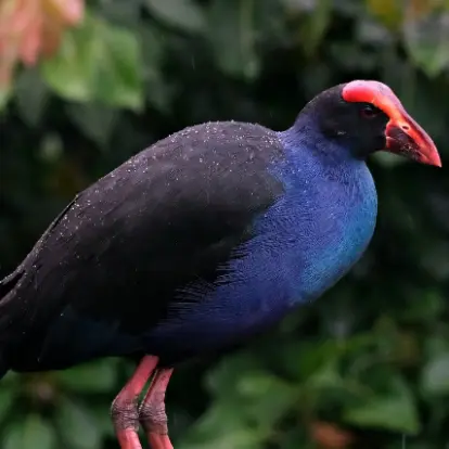 Australasian Swamphen