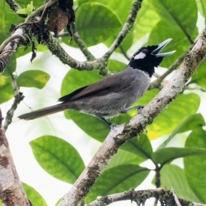 BLACK THROATED SHRIKEBILL black-throated shrikebill