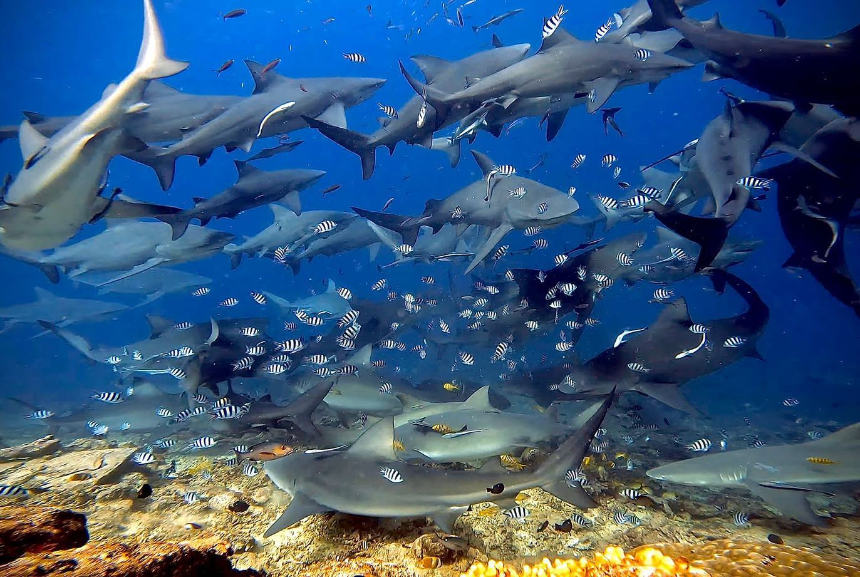 Beqa Adventure Divers Shark Dive beqa adventure divers shark dive