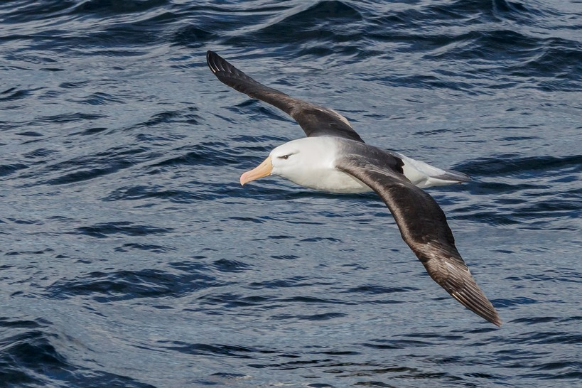 Black Browed Albatross black-browed albatross fiji