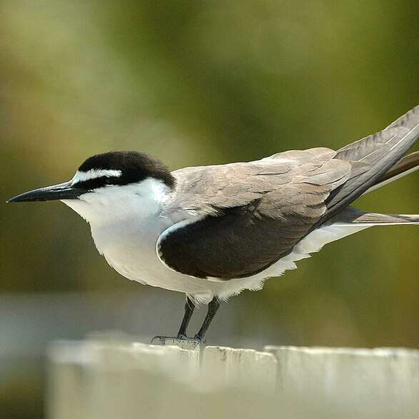 Bridled Tern bridled tern fiji