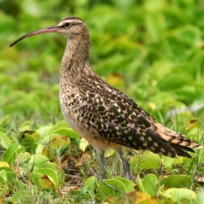 Bristle Thighed Curlew bristle thighed curlew