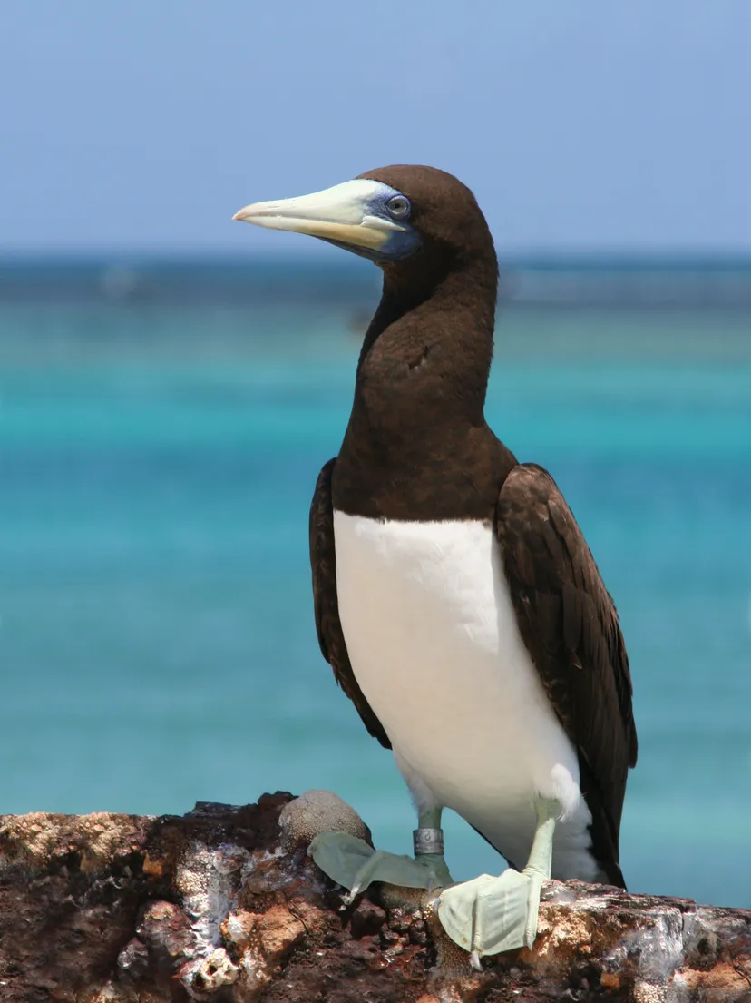 Brown Booby