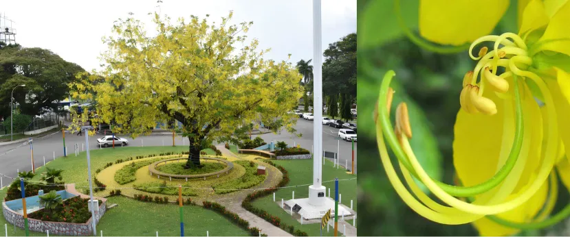 Cassia Fistula cassia fistula lautoka fiji