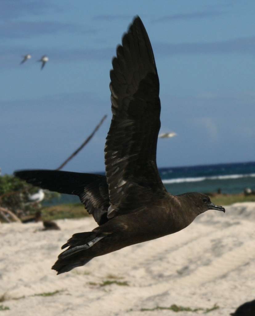 Christmas Shearwater Christmas Shearwater