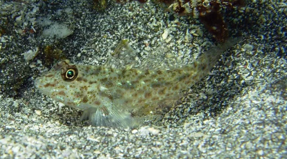 Common Fusegoby (Fusigobius neophytus)