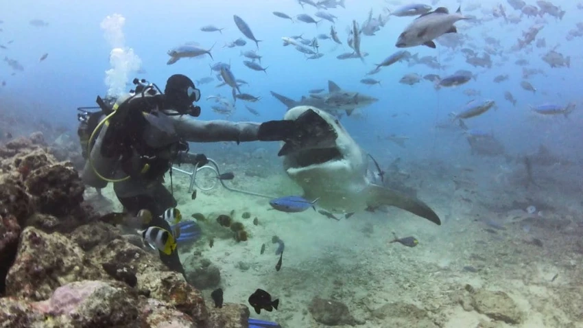 Coral Coast Divers coral coast divers fiji