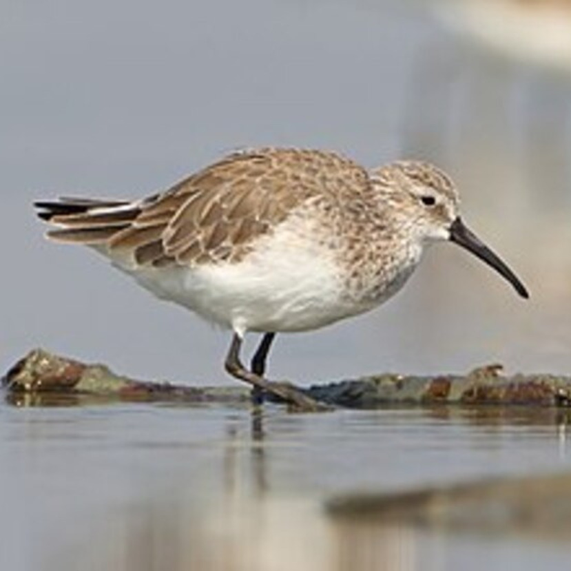 Curlew Sandpiper curlew sandpiper fiji