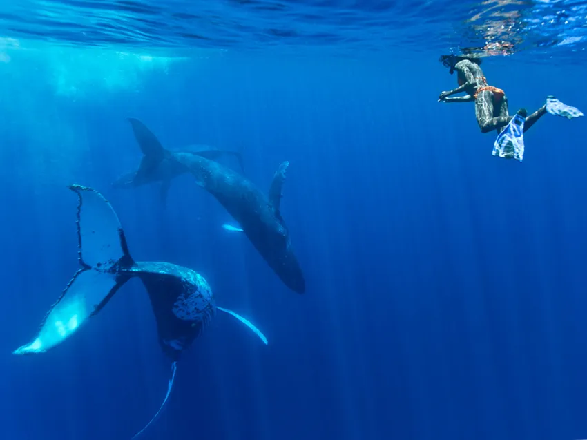 Discover Freediving with Liquidstate Freediving discover freediving liquidstate freediving fiji