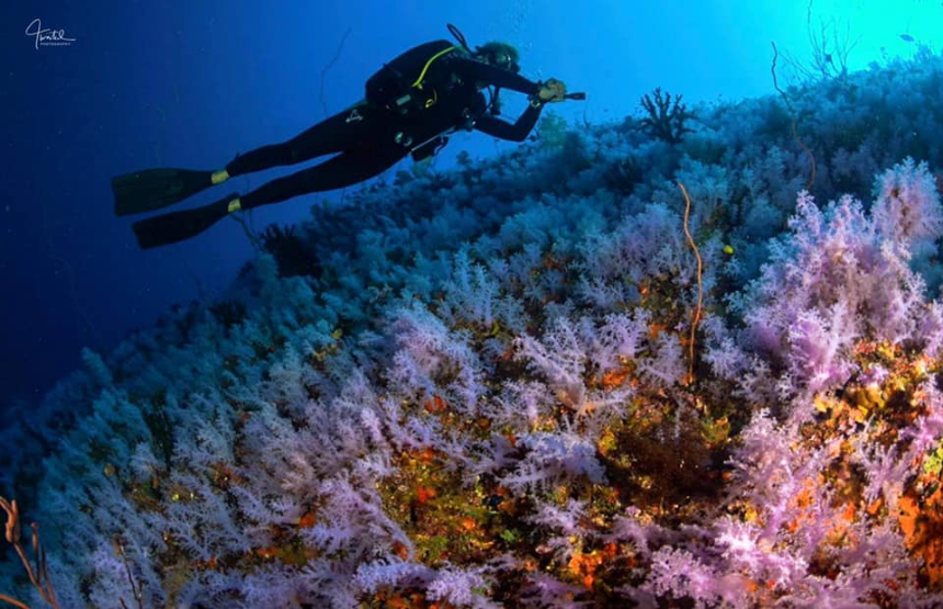 Dive Academy Fiji dive academy fiji