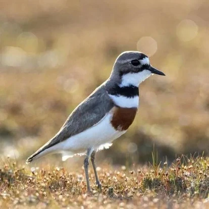 Double Banded Plover Fiji Double Banded Plover Fiji