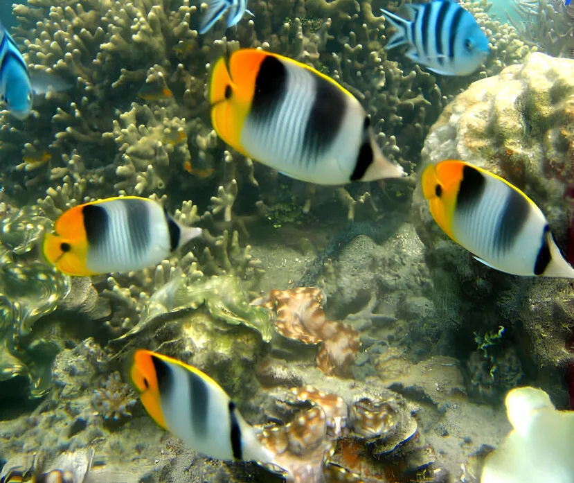Double Saddled Butterfly Fish double saddled butterflyfish fiji