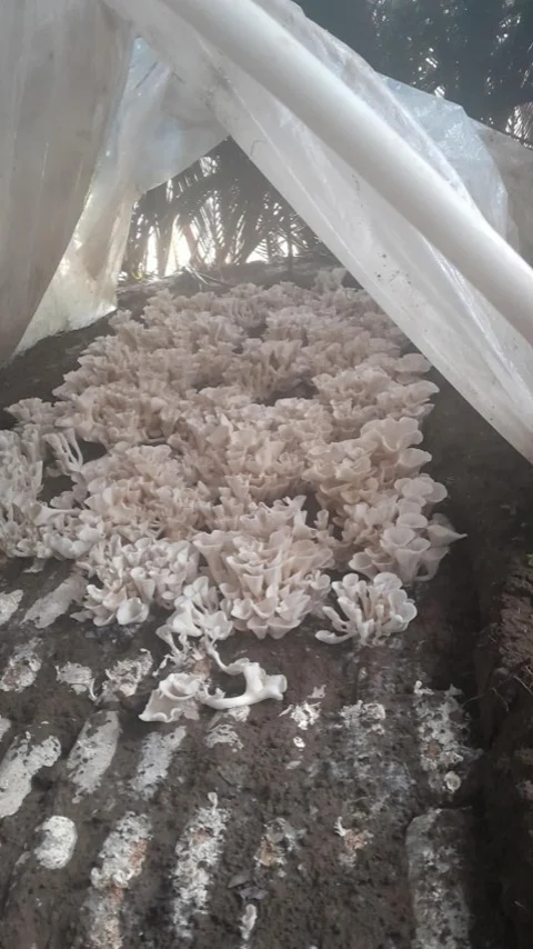 DoubleTree Fiji Mushroom Farming Initiative DoubleTree Fiji Mushroom Farming Initiative