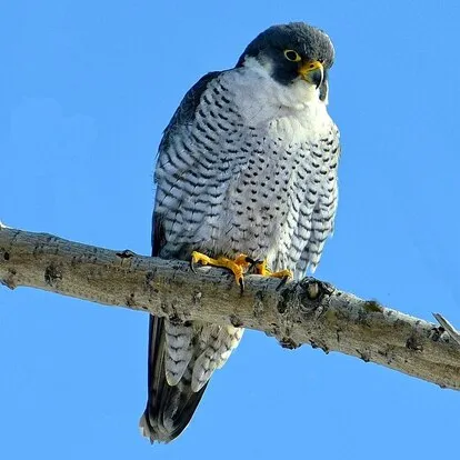 Falco Peregrinus Falco Peregrinus.