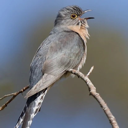 Fan Tailed Cuckoo Fan Tailed Cuckoo