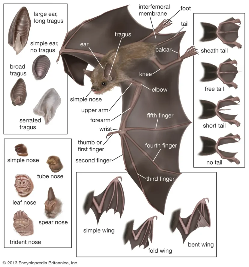 Features microchiropteran bats Features Microchiropteran Bats (Britannica, 2013)