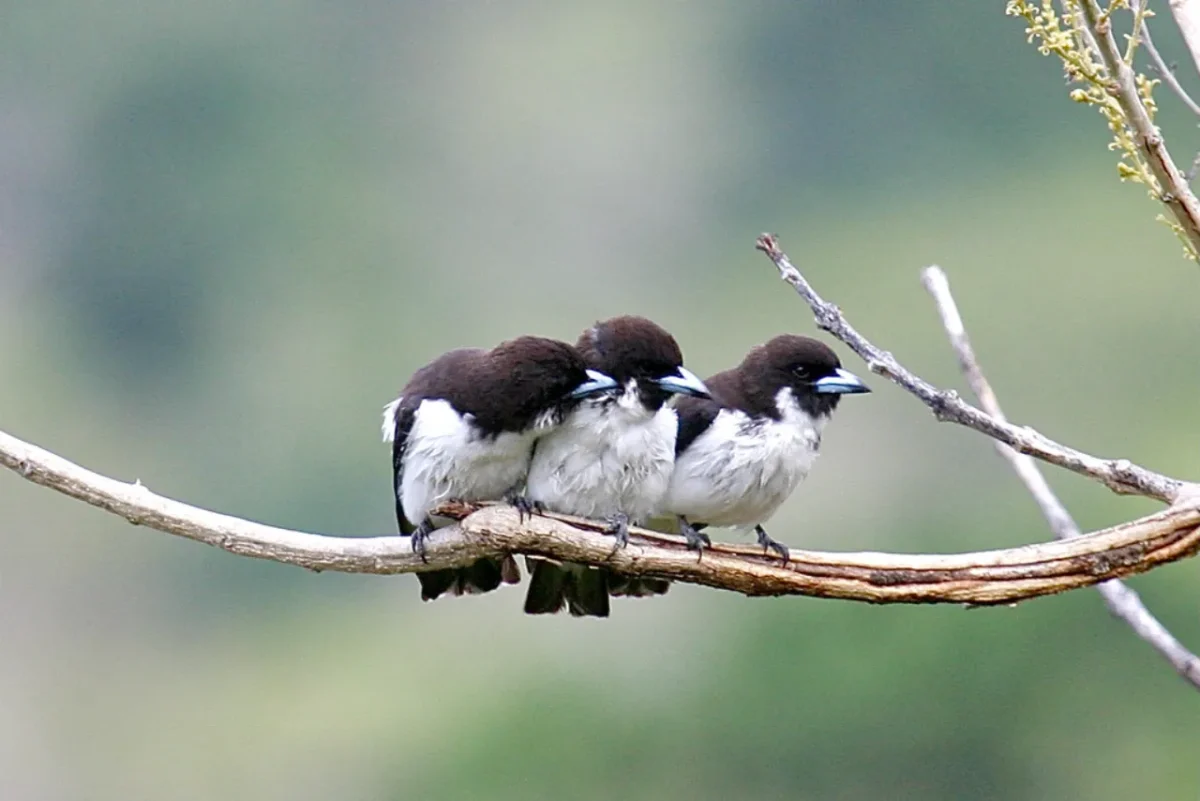 Fiji Woodswallow scaled fiji woodswallow