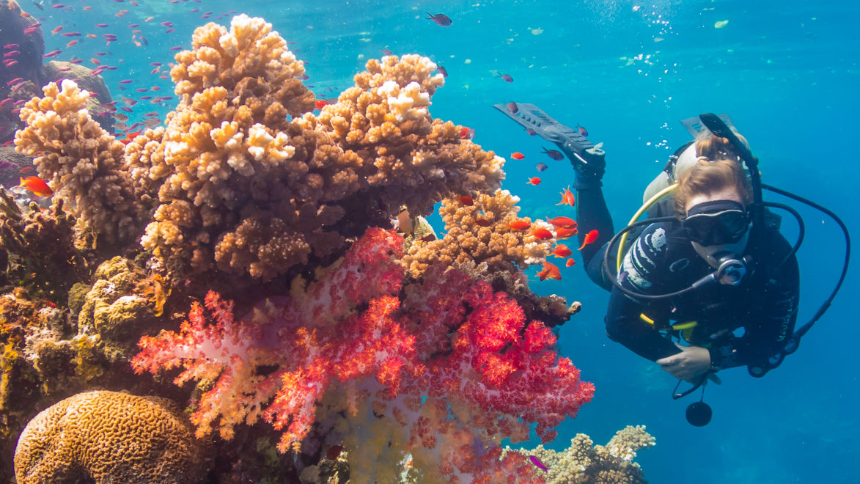 Fun Diving Trips In Fiji With Ocean Ventures Fiji fun diving trips in fiji with ocean ventures fiji