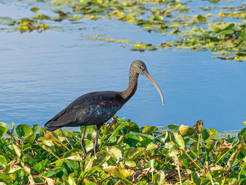 Glossy Ibis glossy ibis fiji