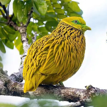Golden Dove golden dove fiji