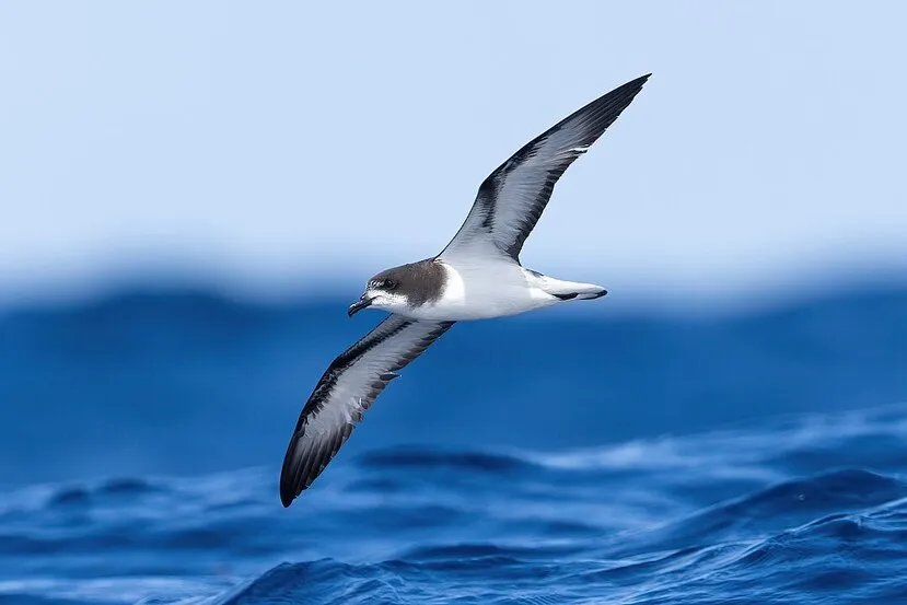 Goulds Petrel gould’s petrel fiji