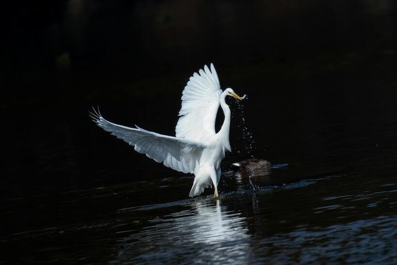 Great Egret 1 great egret fiji