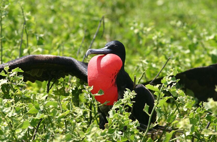 Great Frigatebird great frigatebird fiji