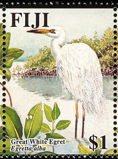 Great White Egret Great White Egret