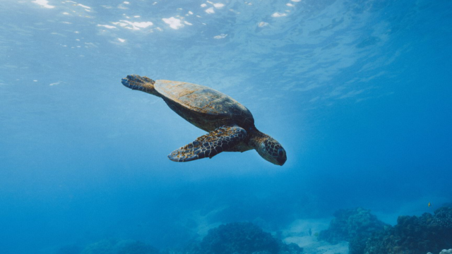 Hawksbill Turtle Conservation Hawksbill Turtle Conservation