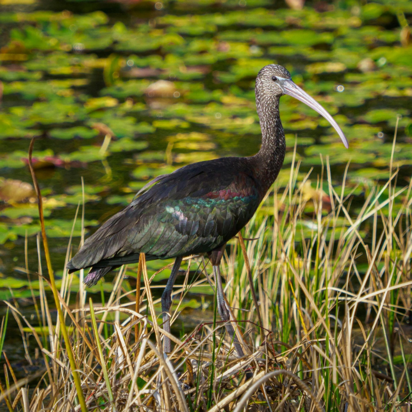 Ibises Spoonbills Ibises Spoonbills