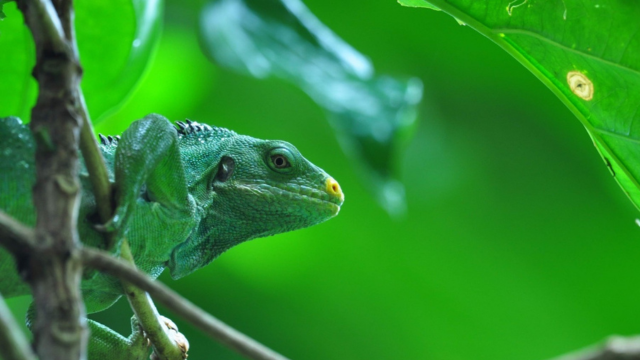 Iguana conservation Iguana conservation