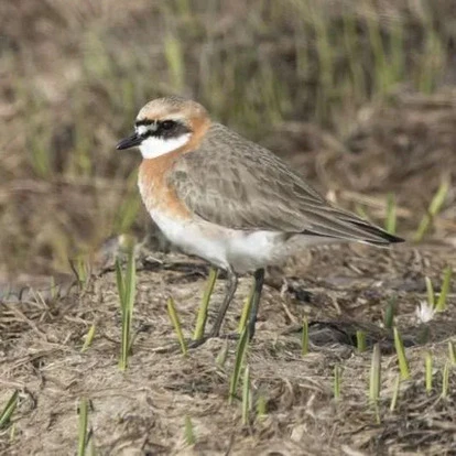 Lesser Sand Plover Fiji Lesser Sand Plover Fiji