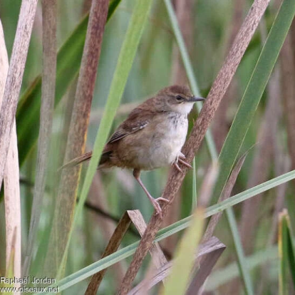 Long legged Thicketbird 3 Long legged Thicketbird 3