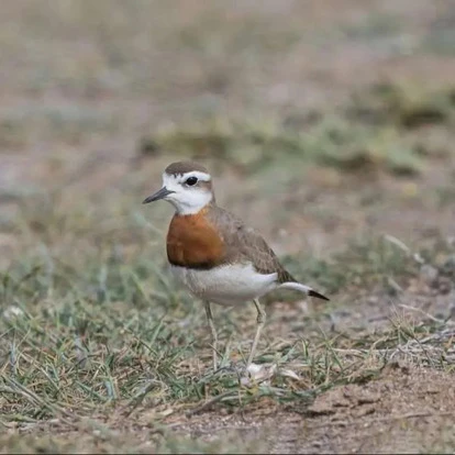 Male Caspian Plover Male Caspian Plover