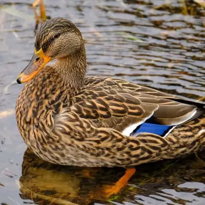 Mallard Duck Mallard Duck