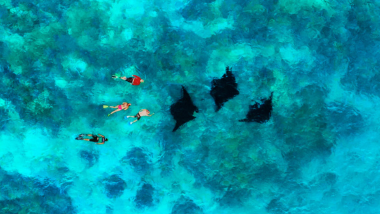 Manta Ray manta ray experience aerial snorkeling