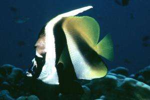 Masked bannerfish Masked bannerfish