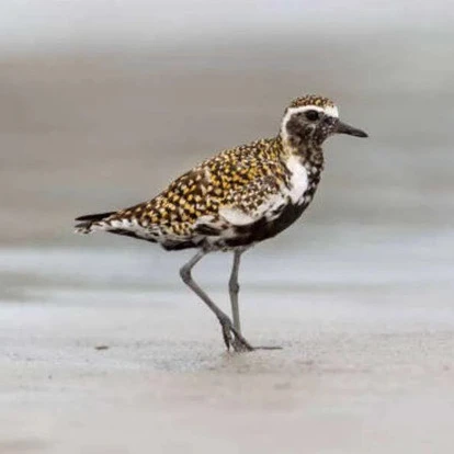 Pacific Golden Plover 1 Pacific Golden Plover 1