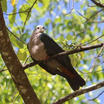 Pacific Imperial Pigeon pacific imperial pigeon fiji