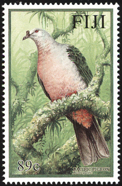 Pacific Pigeon Pacific Pigeon