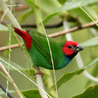Parrotfinch Savusavu Parrotfinch Savusavu