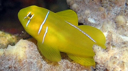 Poison Goby Gobiodon citrinus