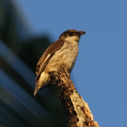 Polynesian Starling polynesian starling