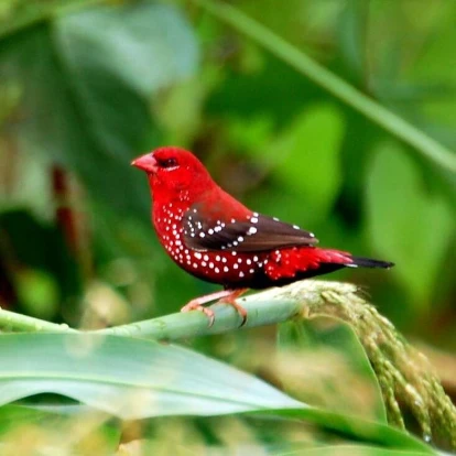 Red Avadavat Red Avadavat.