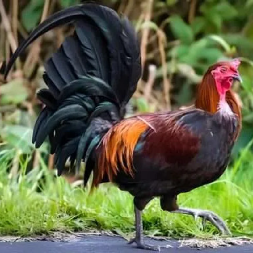 Red Junglefowl