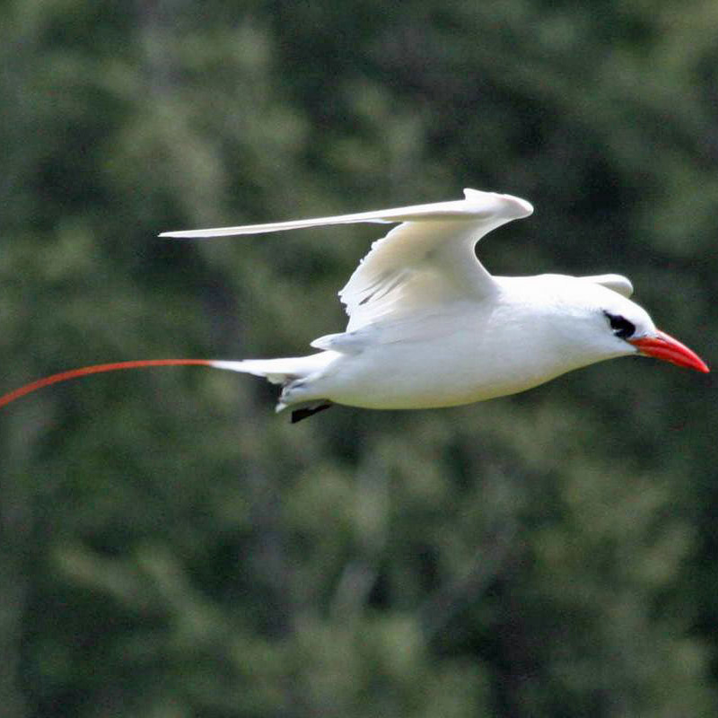 Red Tailed Tropicbird