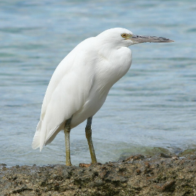 Reef Egret Reef Egret