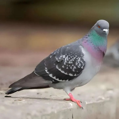 Rock Pigeon Rock Pigeon