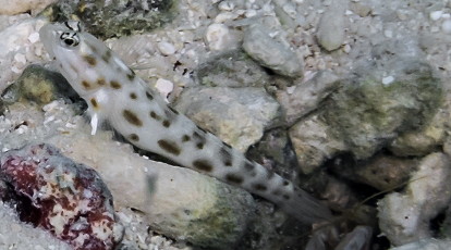 Sandy Prawn Goby Ctenogobiops feroculus